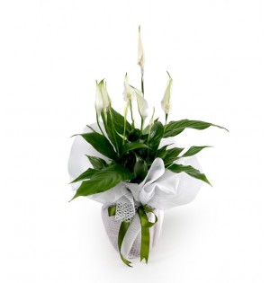 Barış Çiçeği Spathiphyllum (Spatifilyum)